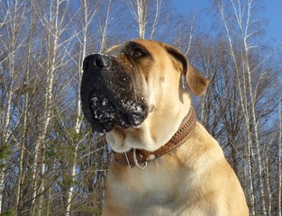 boerboel