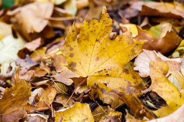 Naklejka na ściany i meble autumn leaves/ autumn leaves