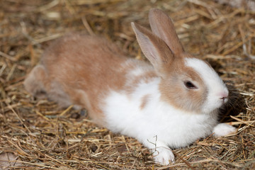 Little rabbit white brown easter bunny