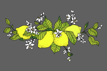 Lemon tree in tattoo style image. Light little flowers with fruits on the branch