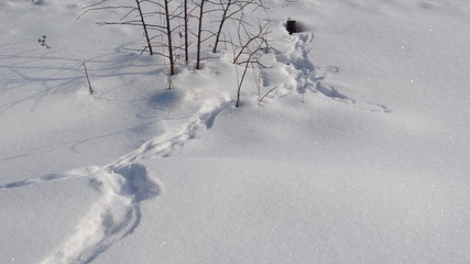 Fototapeta na wymiar The texture of the snow and shadows.