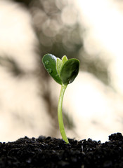 Germinação de Soja 