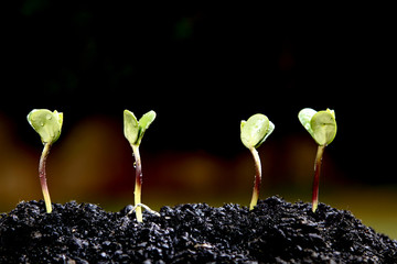 Germinação de soja 