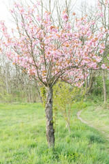 Fototapeta premium japanese cherry blossoms in full bloom