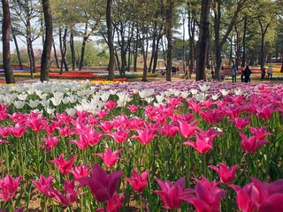 公園に咲くカラフルなチューリップ