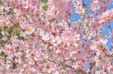 Beautiful almond blossom branch on tree