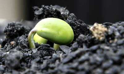 Germina&ccedil;&atilde;o de Soja