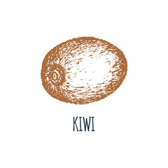 Hand drawn kiwi on white background. Vector illustration of fruit. Vegetarian food sketch.Farm market product.