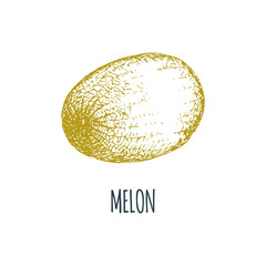 Hand drawn lemon on white background. Vector illustration of fruit. Vegetarian food sketch.Farm market product.