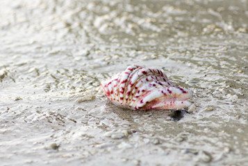 variegate shell wet by the sea on the shore