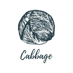 Hand drawn cabbage. Vector illustration of vegetarian food. Sketch of farm market product.