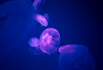 Group of Moon Jellyfish Swim Underwater, with a Soft Bioluminescence