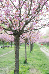 Fototapeta premium japanese cherry blossoms in full bloom
