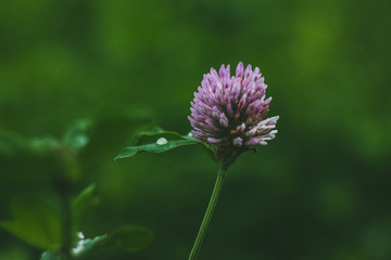 Tender clower flower