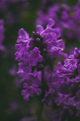 Charming purple flowers in the garden