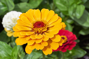 Blumengarten mit Zinnien