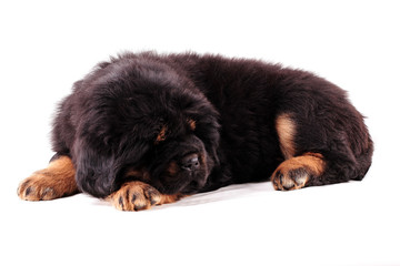 Щенок тибетского мастифа, лежит