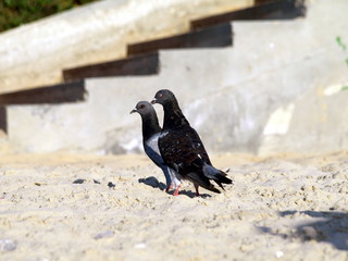A pair of gray doves