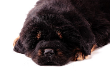 Щенок тибетского мастифа, спит