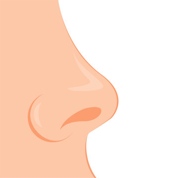 Organ of human smell, nose. Biology, anatomy of man and human organs, body. Nose, body part