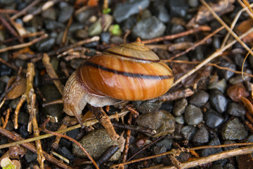 カタツムリ