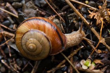 カタツムリ