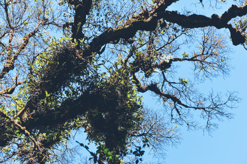 Natural background Swamp tree. The branches of the trees in the swamp. Thailand.