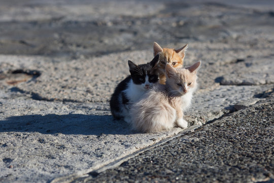 Three homeless kittens on concrete pier in sea port