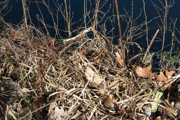 Dry grass and leaves lie near the shore in spring