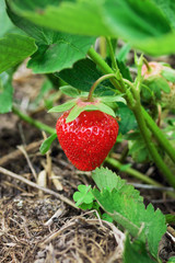 Closeup of fresh organic strawberry on bush with green leaves growing in the garden, copy space. Natural background. Agriculture, healthy food concept