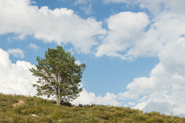 Single tree, blue sky and white clouds. Pine and cloudy sky natural background