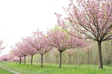 Obraz premium japanese cherry blossoms in full bloom