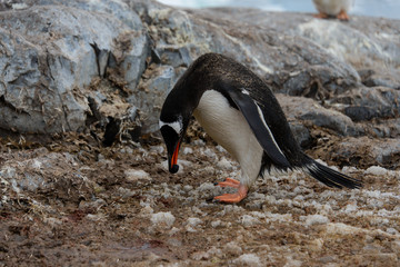 Fototapeta premium Gentoo penguin going with stone in beak