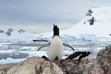Gentoo penguin with egg in nest