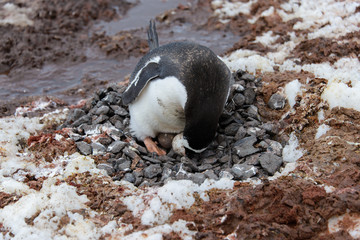 Gentoo penguin with egg in nest