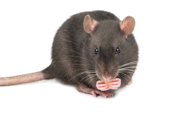 Gray rat with cheese