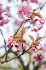 japanese cherry blossoms in full bloom