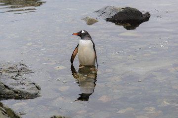 Gentoo penguin going in water