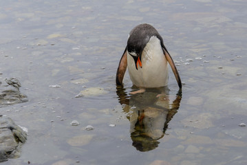Gentoo penguin going in water