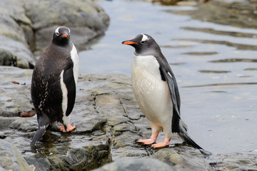 Naklejka premium Two gentoo penguins