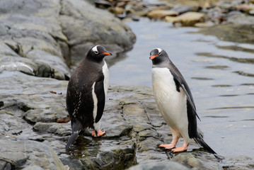 Two gentoo penguins