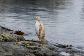 Gentoo penguin albino