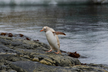 Gentoo penguin albino