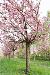 Obraz na płótnie Canvas japanese cherry blossoms in full bloom