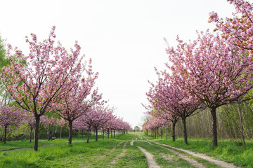 Fototapeta na wymiar japanese cherry blossoms in full bloom