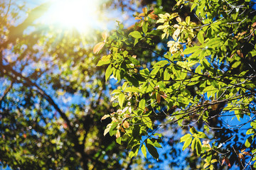 Natural background sunlight leave. Sunlight shines through the leaves. In the summer