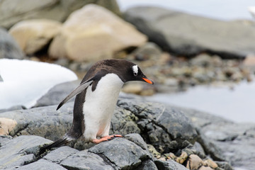 Naklejka premium Gentoo penguin going