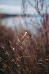 Obraz premium Grass near the lake