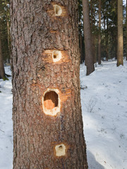 Specht Loch