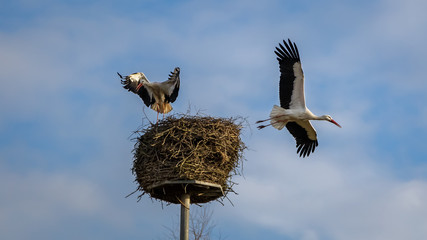 Stork bird